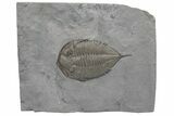 Dalmanites Trilobite Fossil - New York #219928-1